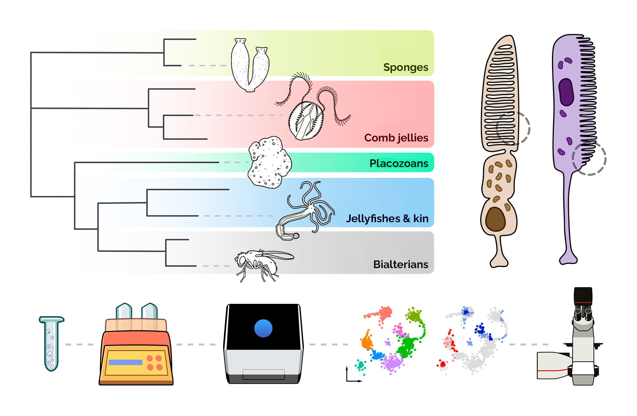 phototransduction graphical