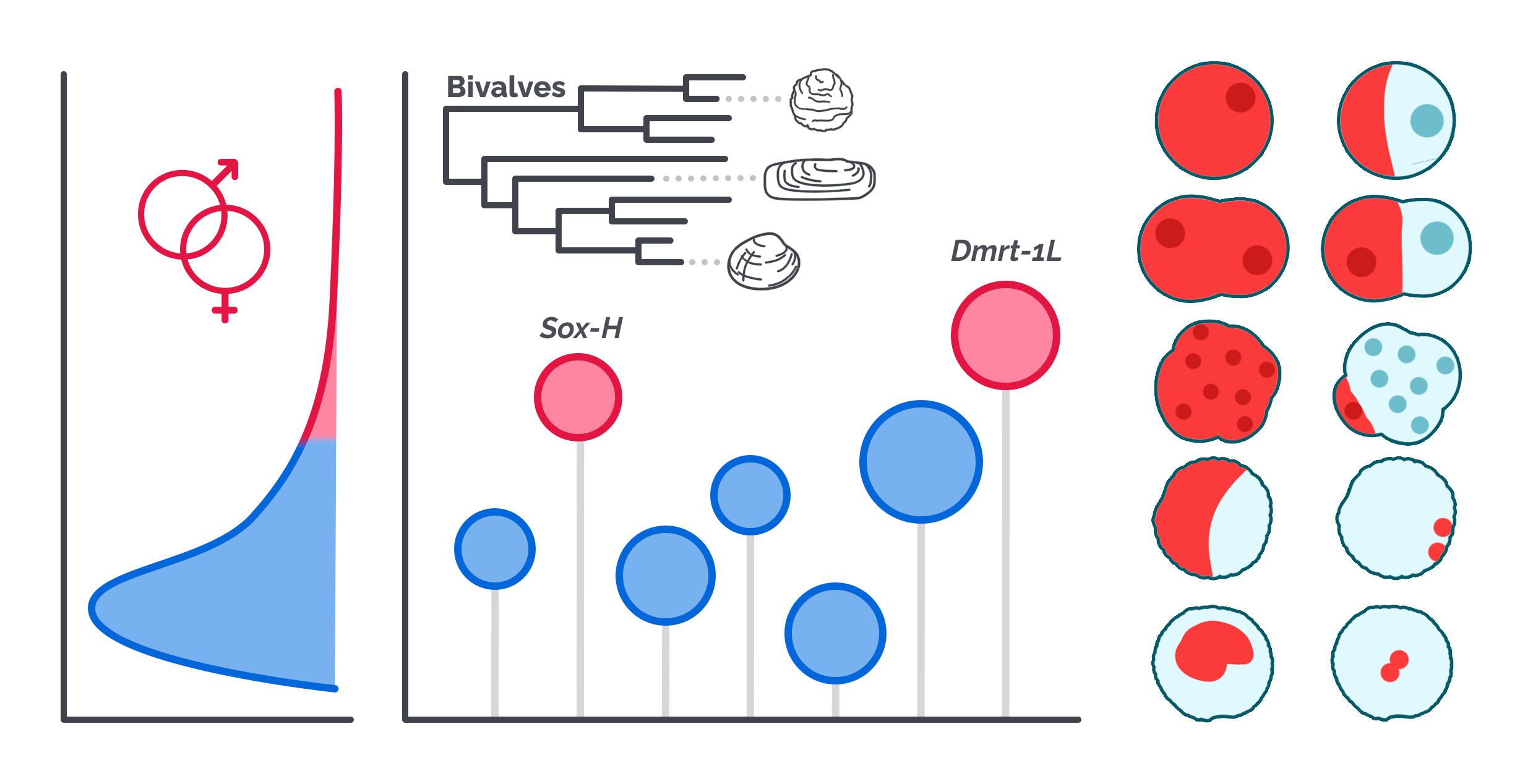 sex det and germline vasa graphical