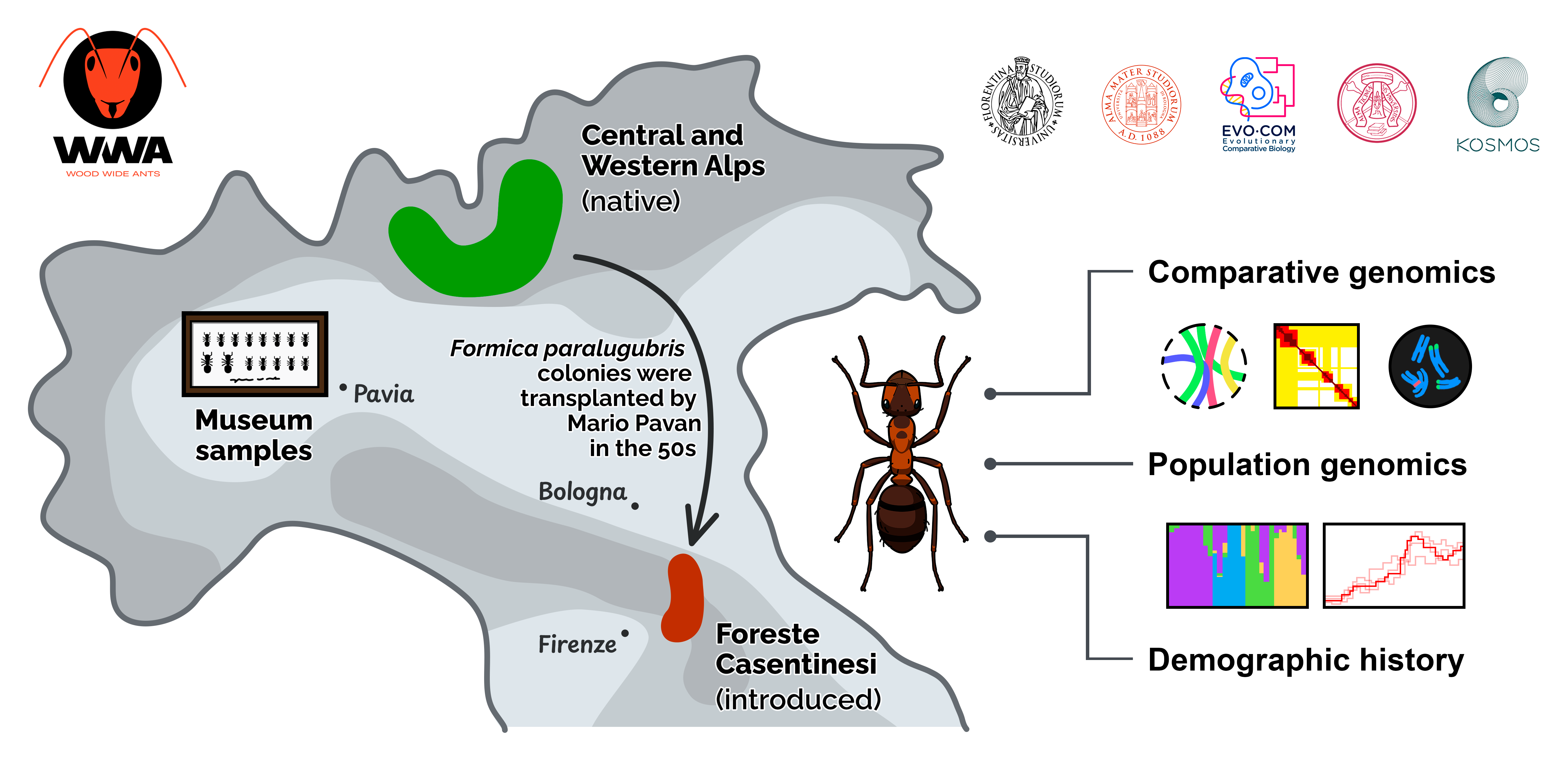 wwa graphical abstract